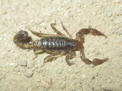 Superstitionia donensis