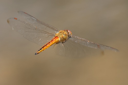 Wandering Glider