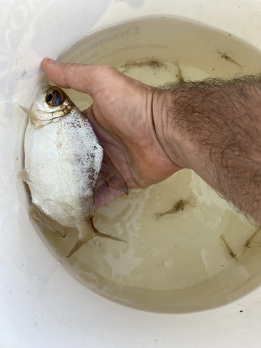 Sheep pacu (Acnodon oligacanthus) — Serrasalmidae — 2