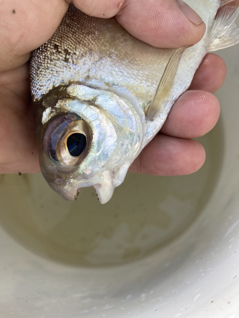 Sheep pacu (Acnodon oligacanthus) — Serrasalmidae