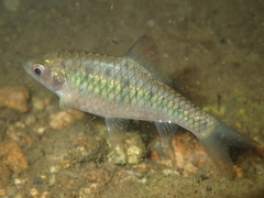 Barbodes semifasciolatus
