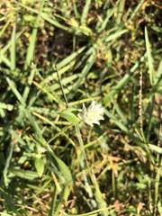 Gomphrenoideae