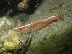 Caridina
