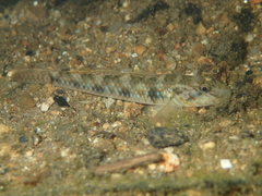 Rhinogobius similis