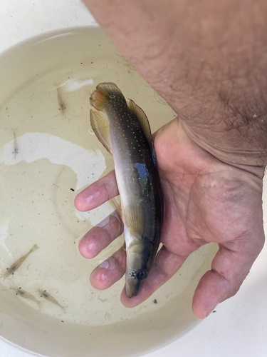 Manyspine pike cichlid (Crenicichla multispinosa) — Cichlidae