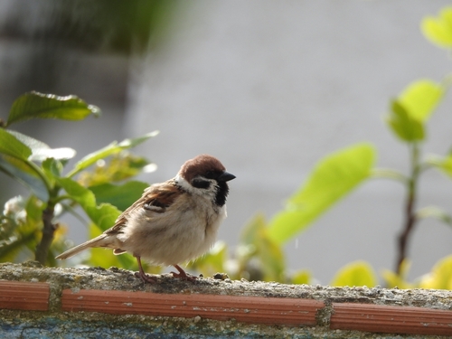 Passera mattugia