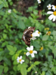 Noctuana lactifera