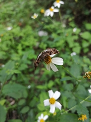 Noctuana lactifera