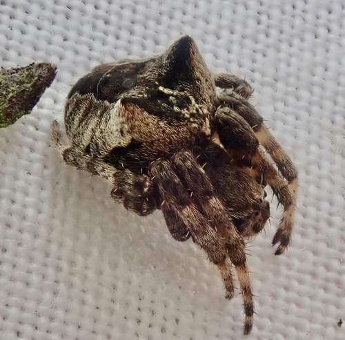 Angular Orbweaver Spider photo 6