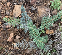 Pellaea intermedia