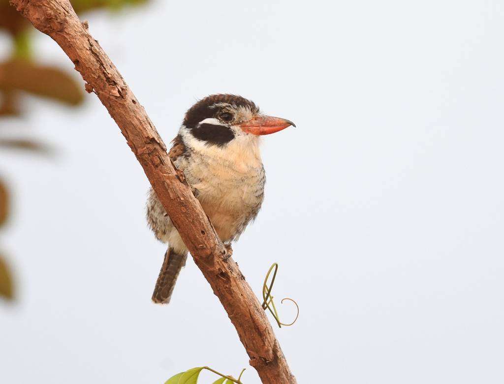 White-eared Puffbird photo