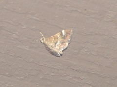 Hymenia