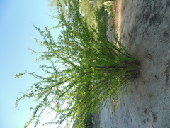 Fouquieria macdougalii