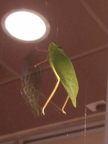 Stilpnochlora couloniana image