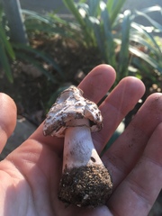 Chlorophyllum molybdites