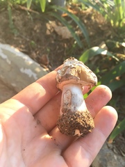 Chlorophyllum molybdites