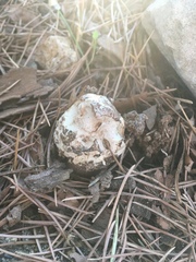 Chlorophyllum molybdites