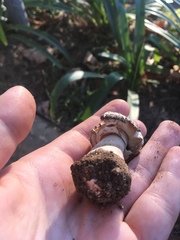 Chlorophyllum molybdites