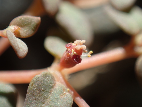 Image of Euphorbia parishii by (c) Justin Paulin, some rights reserved (CC BY)