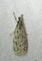 Eudonia strigalis