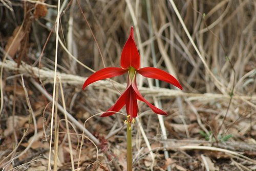 Image of Zephyranthes formosissima by (c) Jordi Martínez Martínez, some rights reserved (CC BY)