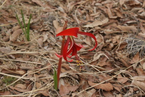 Image of Zephyranthes formosissima by (c) Jordi Martínez Martínez, some rights reserved (CC BY)