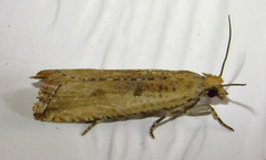 Bactra verutana