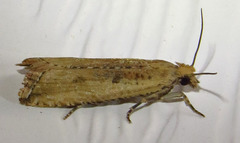 Bactra verutana