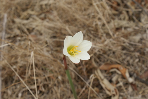 Zephyranthes alba, photograph 4