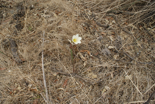 Zephyranthes alba, photograph 5
