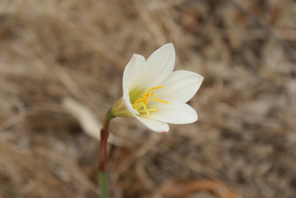 Zephyranthes alba; photograph (c) Jordi Martínez Martínez, some rights reserved (CC BY)
