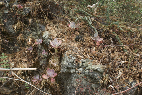 Image of Echeveria gibbiflora by (c) Jordi Martínez Martínez, some rights reserved (CC BY)