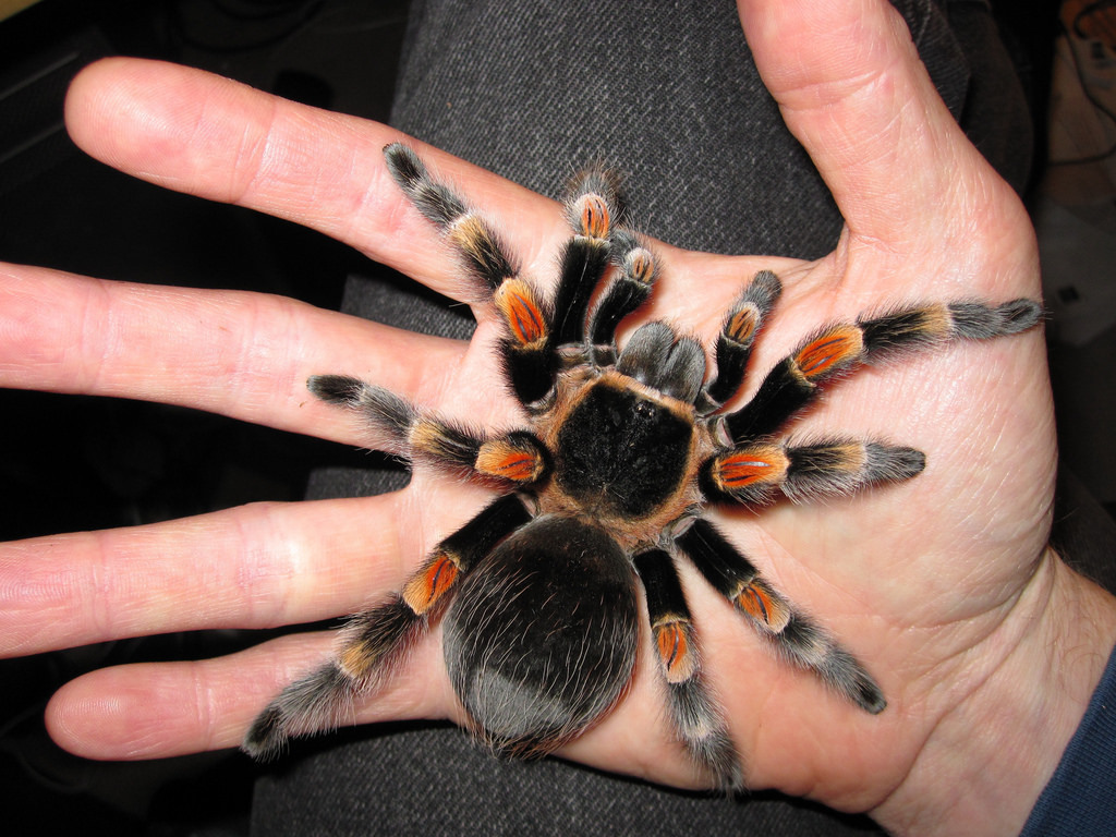 mexican red knee tarantula spiderling