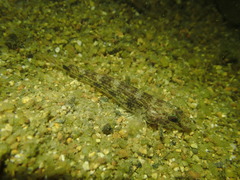 Glossogobius