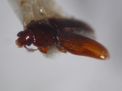 Cerylonidae