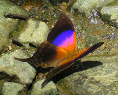 Marpesia furcula