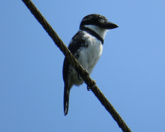 Notharchus tectus subtectus