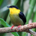 Golden-collared Manakin - Photo (c) Jeff Harding, some rights reserved (CC BY-NC)