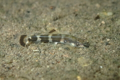 Liniparhomaloptera disparis