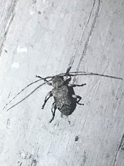 Sternidius mimeticus