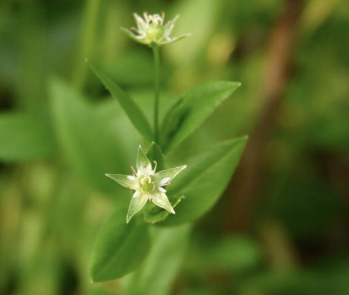 Stellaria calycantha