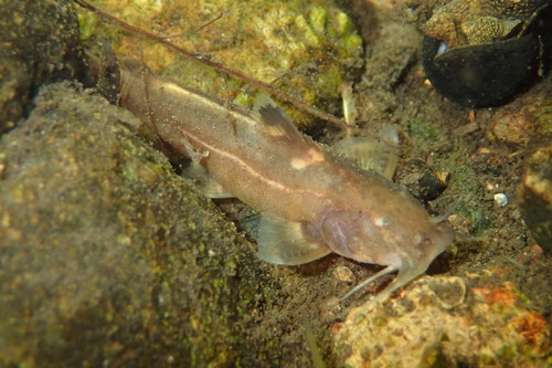 Glyptothorax pallozonus · iNaturalist