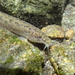 泥鰍 - Photo 由 Tommy Hui 所上傳的 (c) Tommy Hui，保留部份權利CC BY-NC
