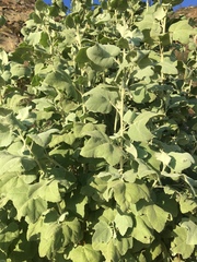 Malacothamnus fasciculatus nuttallii