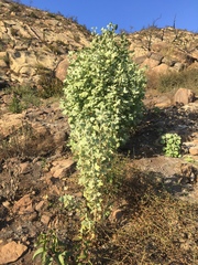 Malacothamnus fasciculatus nuttallii