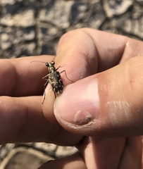 Ellipsoptera sperata