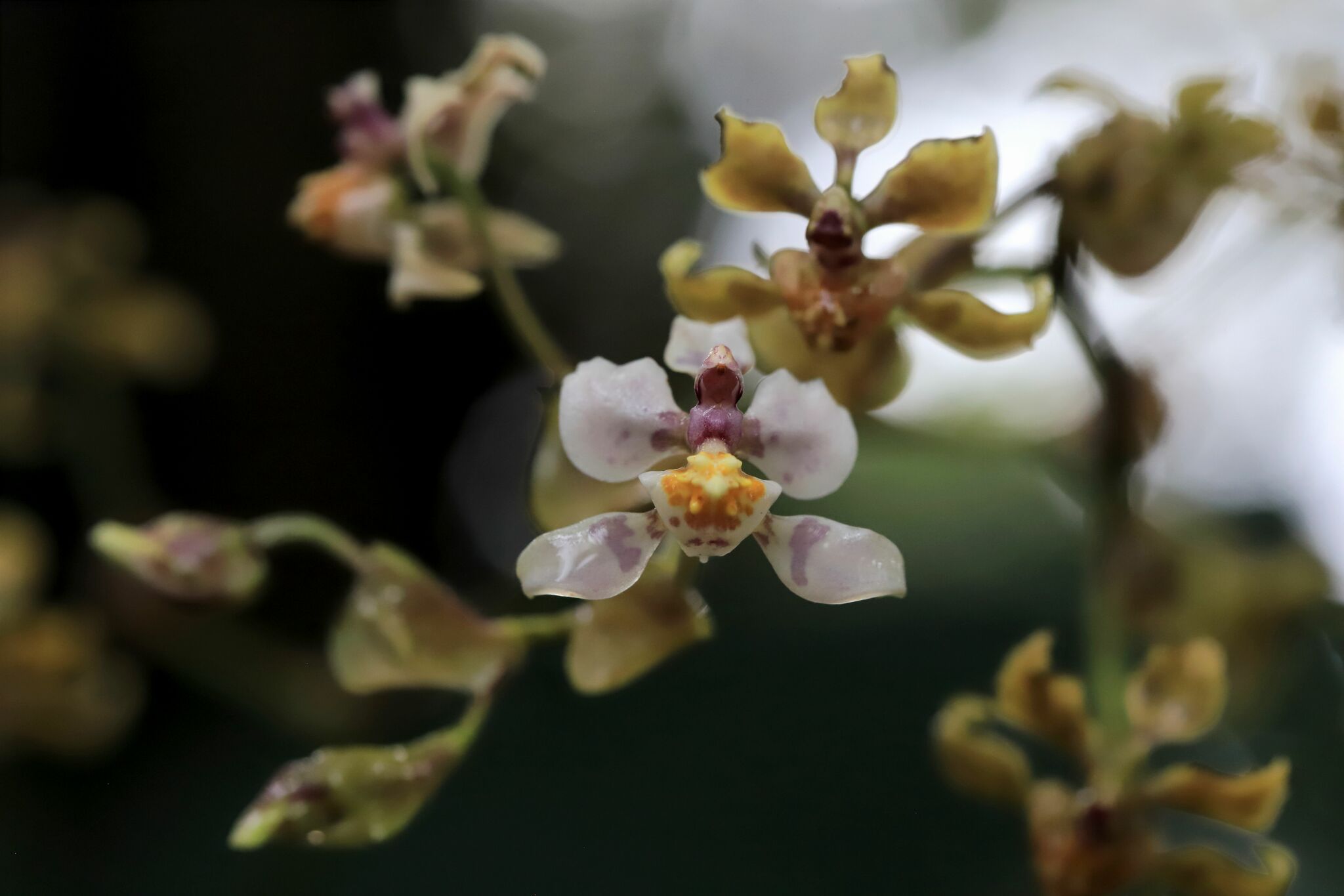 Cyrtochilum williamsianum (Dodson) Dalström 3