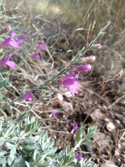 Penstemon linarioides sileri