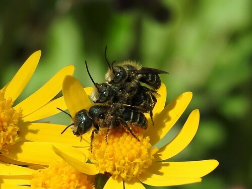 Georgia Mason Bee photographed in Missouri