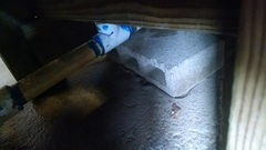 Nerodia erythrogaster